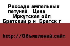 Рассада ампельных петуний › Цена ­ 150 - Иркутская обл., Братский р-н, Братск г.  »    